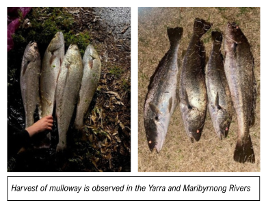 mulloway from urban waterways