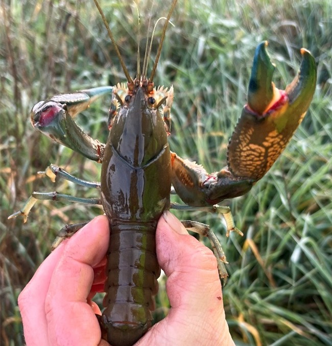 Common yabby