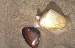 Pipis are found in the top 10 cm of sand on Venus Bay beaches 