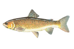 Brown trout