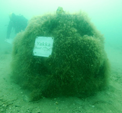 One of the reefballs at Yakka Reef showing growth after 4 months on the seabed
