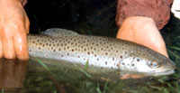 Brown trout