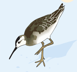 Illustration of a sea bird