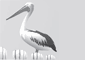 Illustration of a Pelican