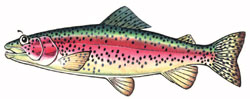 rainbow trout Illustration