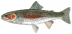 Rainbow Trout illustration