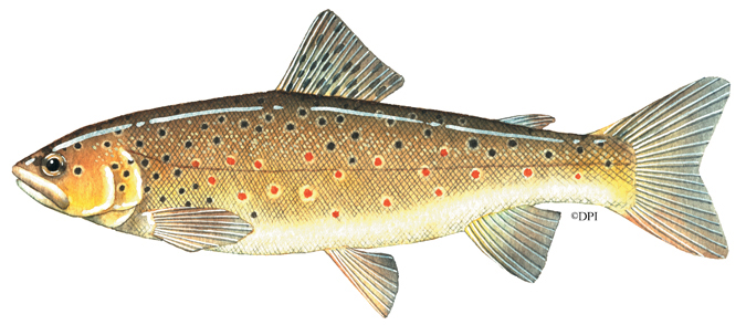 Brown trout