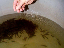 Hand-feeding fingerling Murrady cod