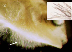 Oomycete fungi (a)