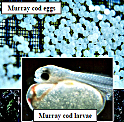 murray cod eggs and larvae