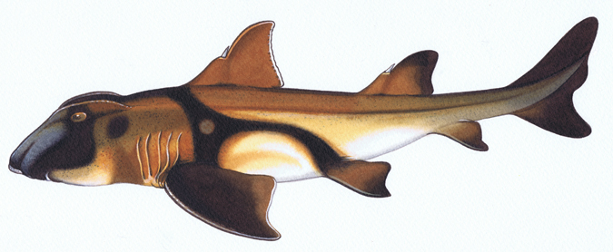 Port Jackson Shark