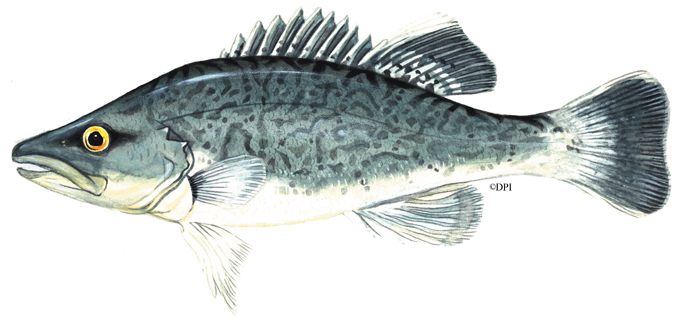 Illustration of a Trout Cod