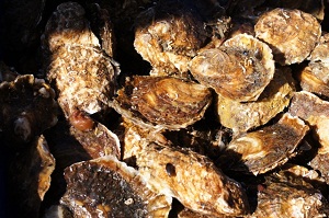 Native flat oysters