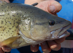 close up of a trout fish