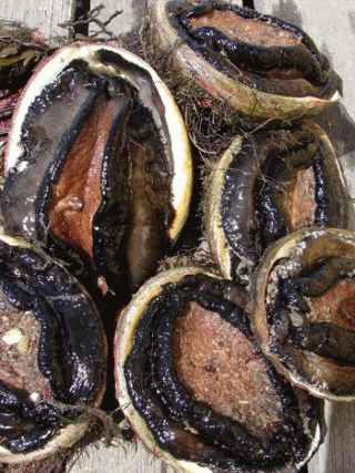 Greenlip Abalone