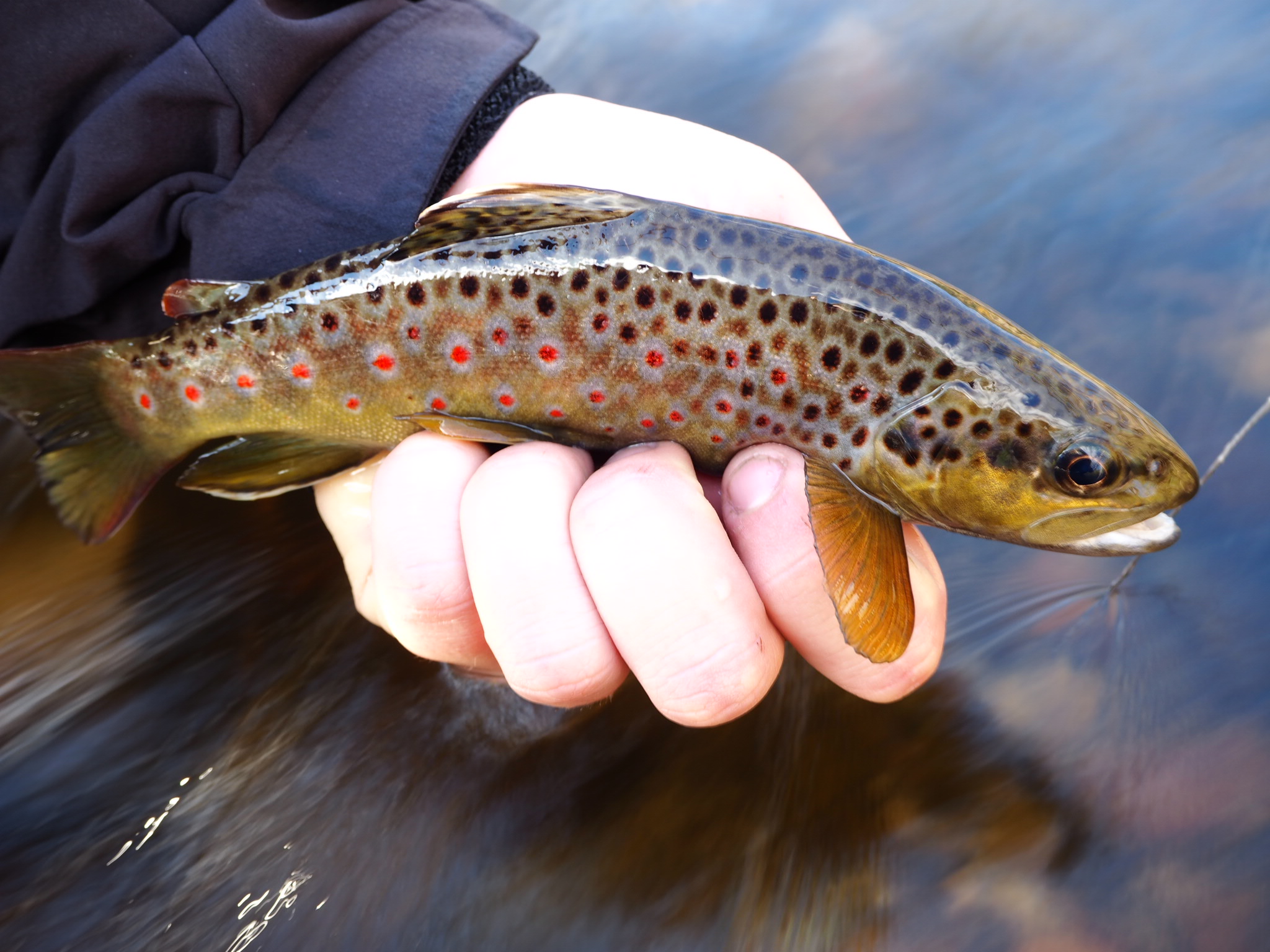 Rainbow and Brown Trout - VFA