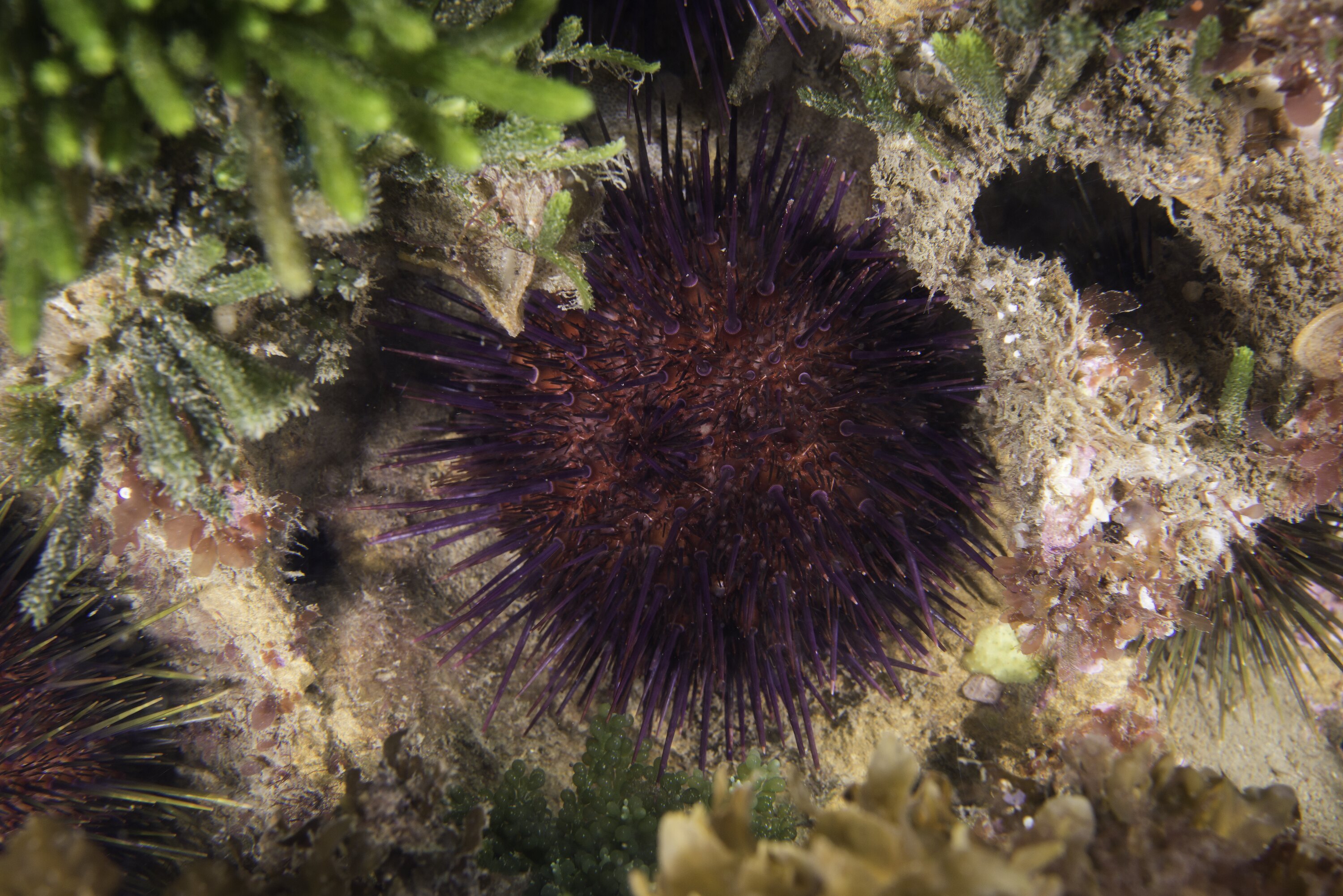 White sea urchin underwater