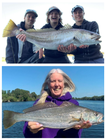  mulloway collage