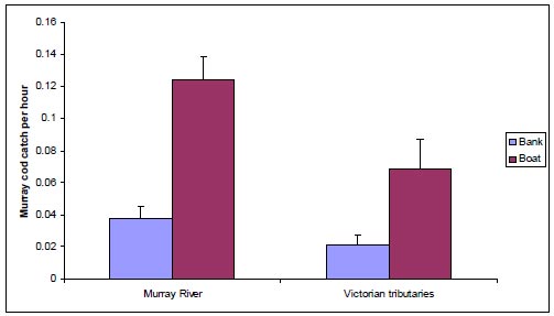 Figure 5. Average Murray cod catch rates (&amp;plusmn;SE) for anglers fishing mainly from a boat or from the bank. For the Murray River (reaches 1, 4 &amp; 5) (n=1168) and the Victorian tributaries (reaches 2, 3 &amp;6) (n=244) catch rates were higher for boat-fishing anglers (Murray River, F=33.7, p&lt;0.001; Victorian tributaries, F=6.5, p=0.01)