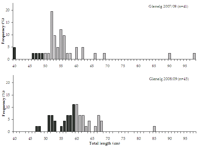 Figure 26. Bar chart shows the length and frequency distribution of mulloway 