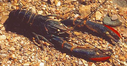 Red claw crayfish