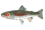 Rainbow trout