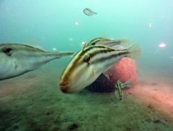 Ocean leatherjacket (foreground) and pinky snapper (background) enjoy Yakka reef