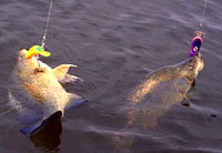 A pair of golden perch