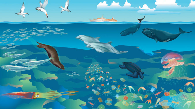 Illustration of the Open Water and the species that live there