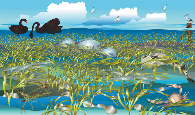 Seagrass Meadows &amp; Mudflats poster