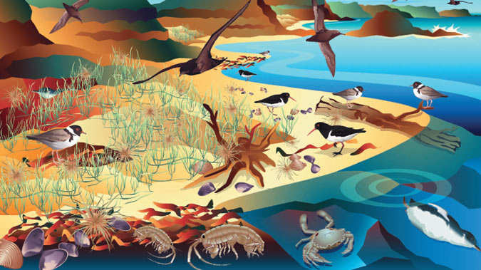 An illustration of a sandy beach & dunes and the species that live there