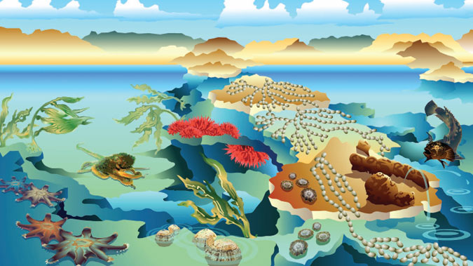 Illustration of a Rocky Reef and the species that live there