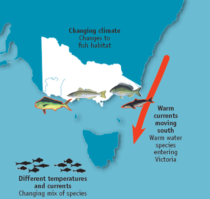 A diagram showing warm water species entering Victoria when the warm current move south. Different temperatures and currents cause a changing mix of species. 