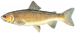 Brown Trout Illustration