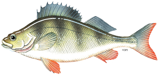 Scott's Species – redfin perch, a lovely-tasting fish albeit a pest –  Recfishwest