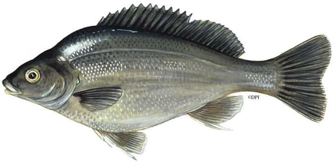 Silver perch - VFA