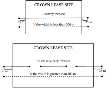 Schematic of Crown lease site indicating approximate placement of the survey transect in relation to the size of the Crown lease site (diagram not to scale).