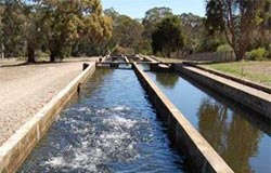 Raceways at The Victorian Fisheries Authority's Fish Hatchery at Snobs Creek