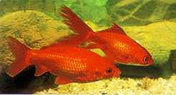 Photograph of goldfish