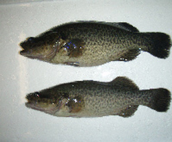 Murray cod from different families show differences in size, colour and body shape