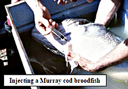 injecting a murray cod broofish