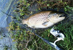 River Trout on Land