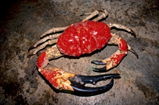 Photo of a giant crab