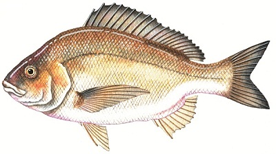 Black bream