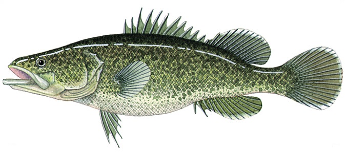 Murray cod