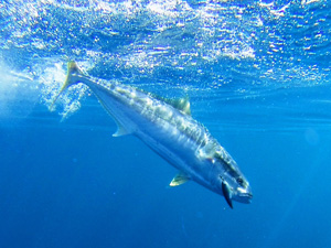 Kingfish underwater