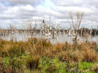 Woody habitat at Rocklands