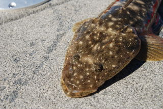 Dusky flathead