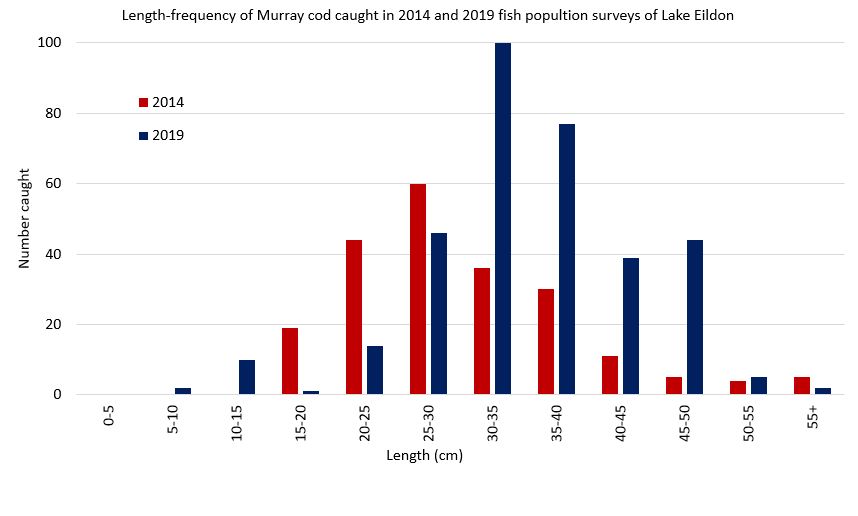 Lake Eildon Murray cod survey - VFA