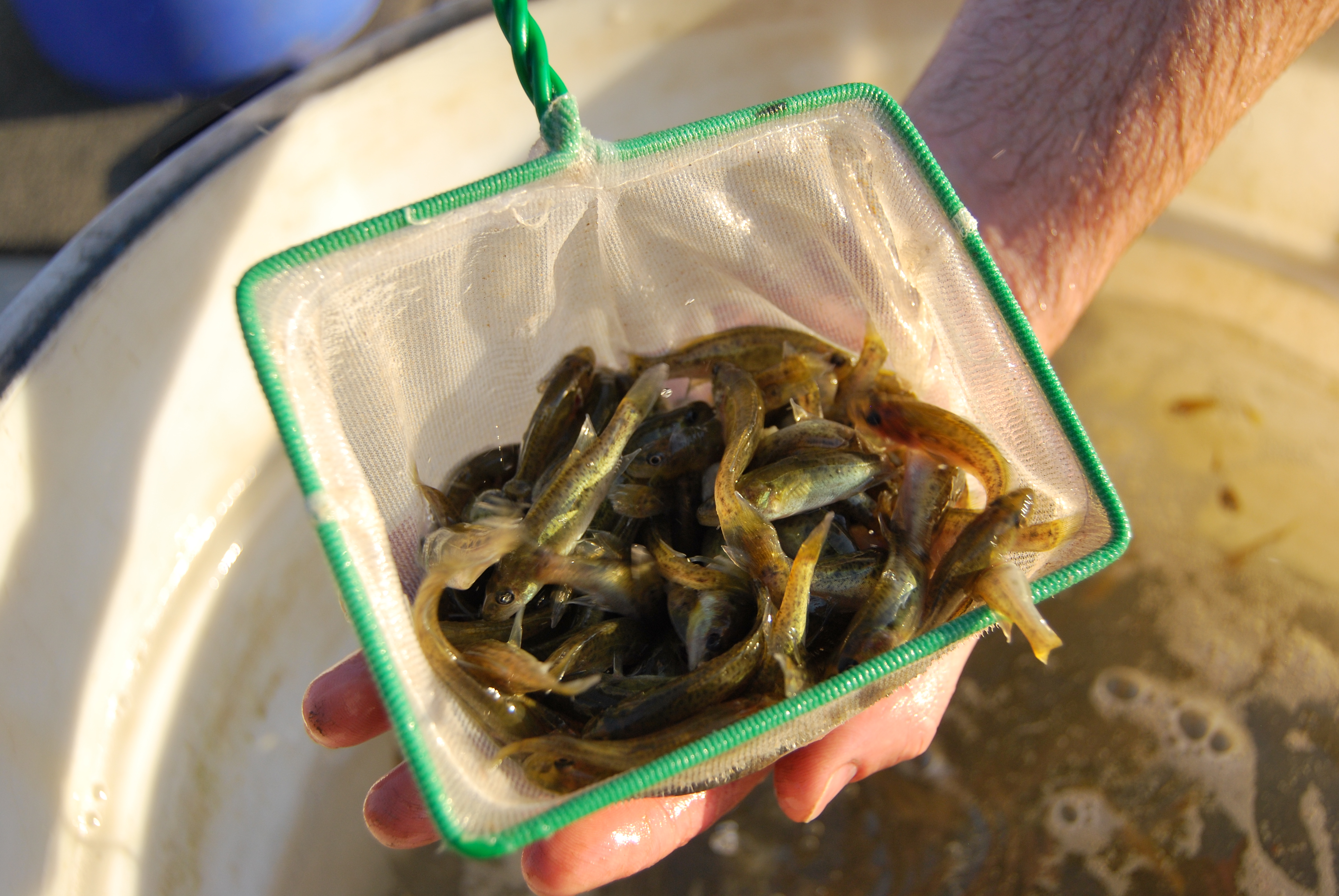 Rebuilding Catfish Populations in Northern Victoria - VRFish